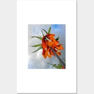 Orange Fritillaria from underneath Posters and Art